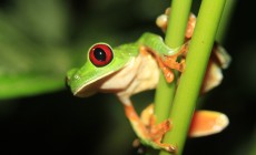 Tortuguero, Costa Rica