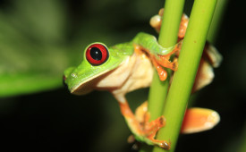 Tortuguero, Costa Rica