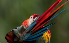 Parrot, Amazon, Peru, Llama Travel