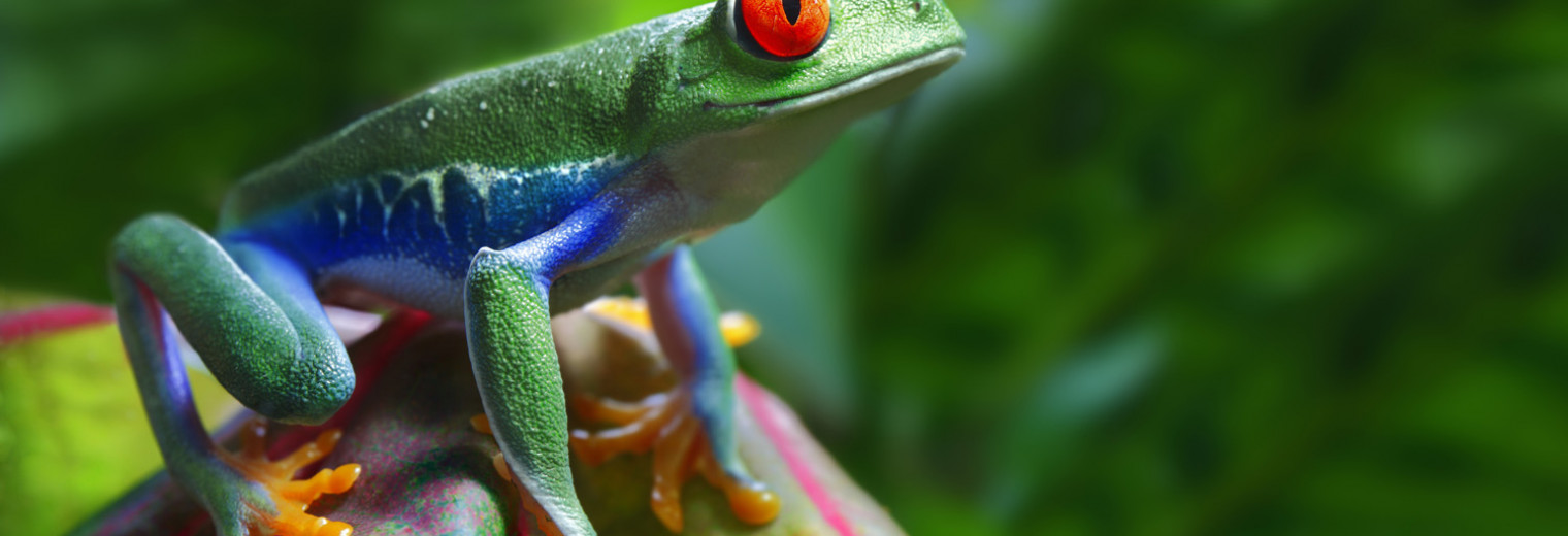 Red Eyed Tree Frog, Costa Rica
