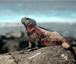 Marine Iguana sunbathing Marine Iguana sunbathing