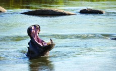 Hippo, Kruger National Park, South Africa