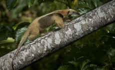 Anteater, Amazon, Peru © Paul Bertner