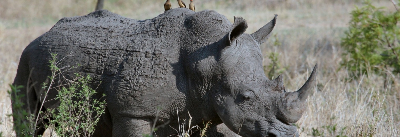 Rhino, Kruger National Park