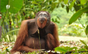 Wild Borneo Orangutan