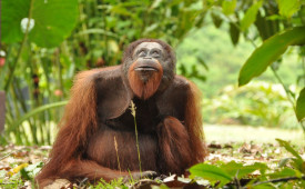 Wild Borneo Orangutan