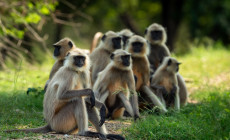 Gray Langurs Ranthambore