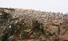 Birdlife, Paracas, Peru