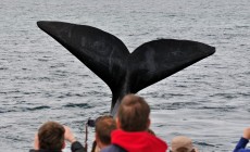 Whale watching, Hermanus, South Africa