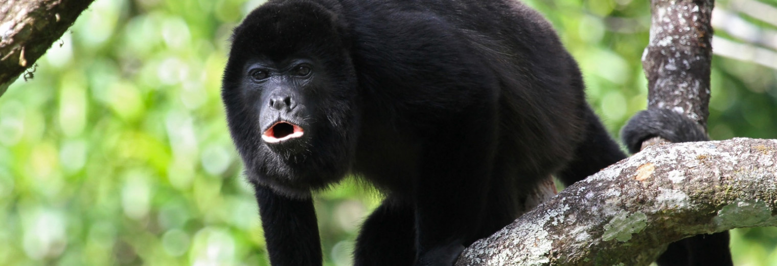 Howler Monkey, Costa Rica