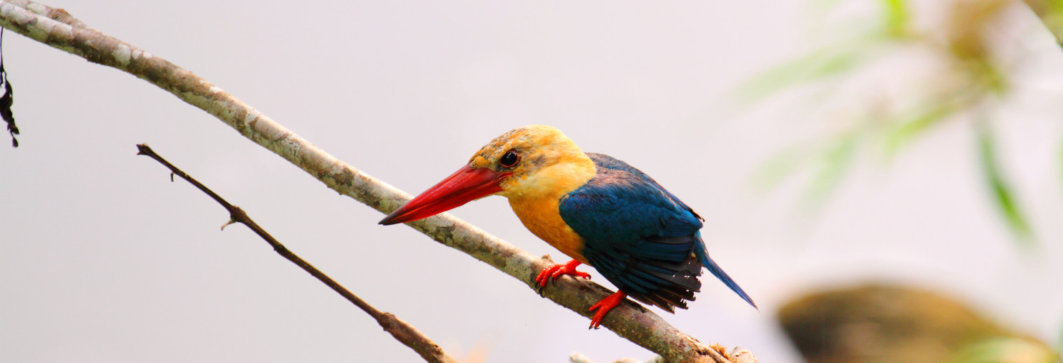 Stork-billed Kingfisher, Borneo