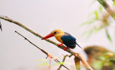 Stork-billed Kingfisher, Borneo