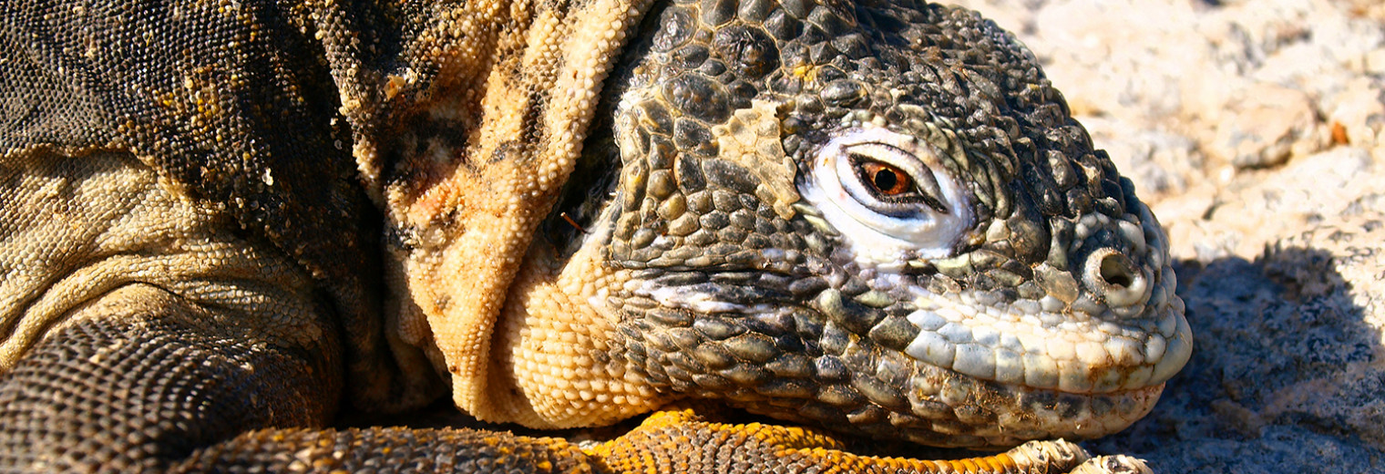 Land iguana, Galapagos Islands