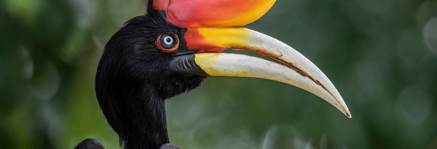 Rhinoceros Hornbill, Borneo