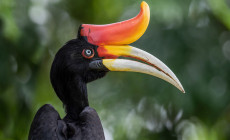 Rhinoceros Hornbill, Borneo