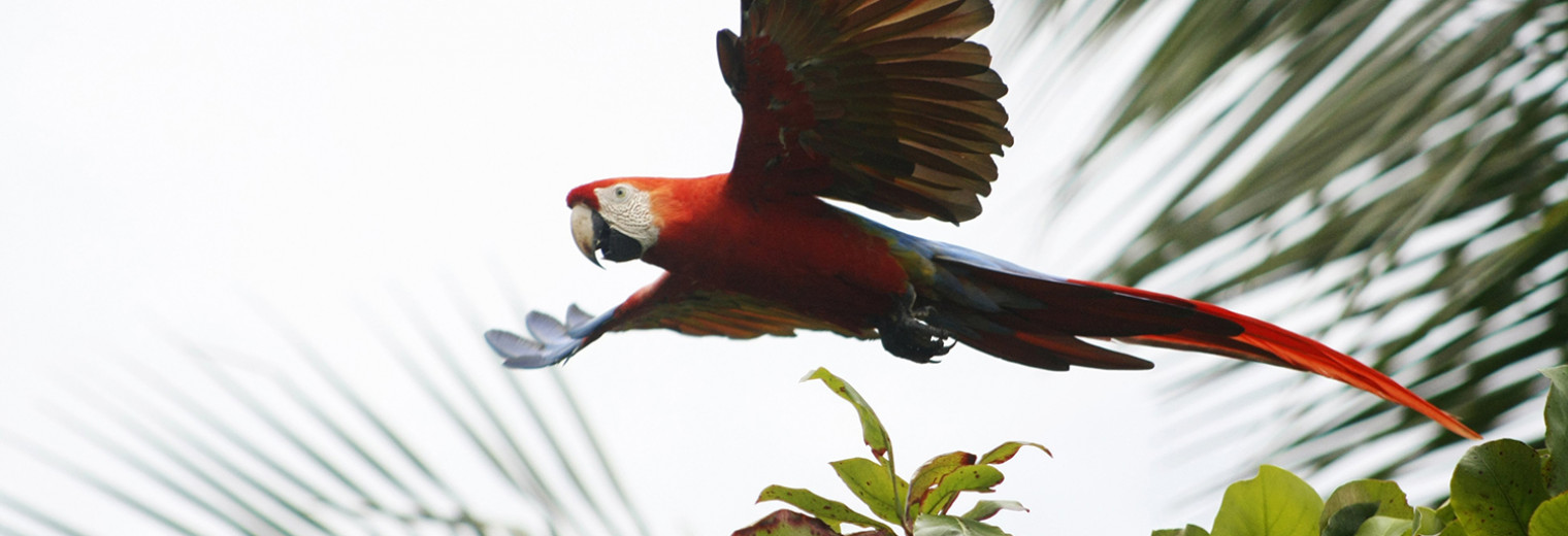 Corcovado, Costa Rica