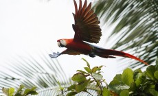 Corcovado, Costa Rica