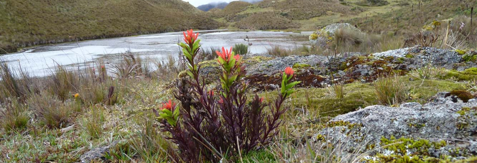 Cajas National Park, Cuenca, Ecuador