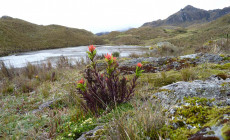 Cajas National Park, Cuenca, Ecuador