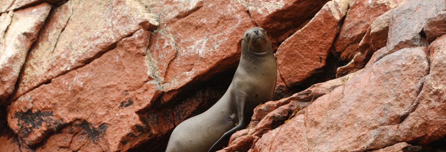 Sea lion, Paracas, Peru