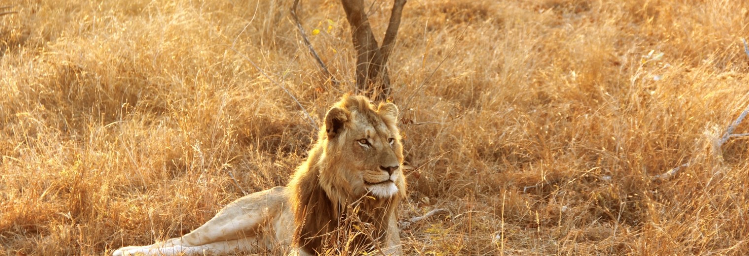 Lion, Kruger National Park