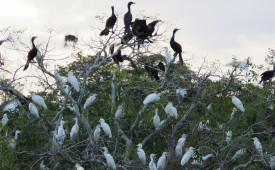 Cormorants, Juma Lodge, Amazon, Brazil