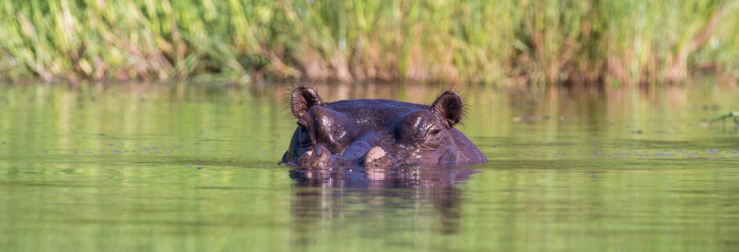 Hippo, Okavango, Botswana