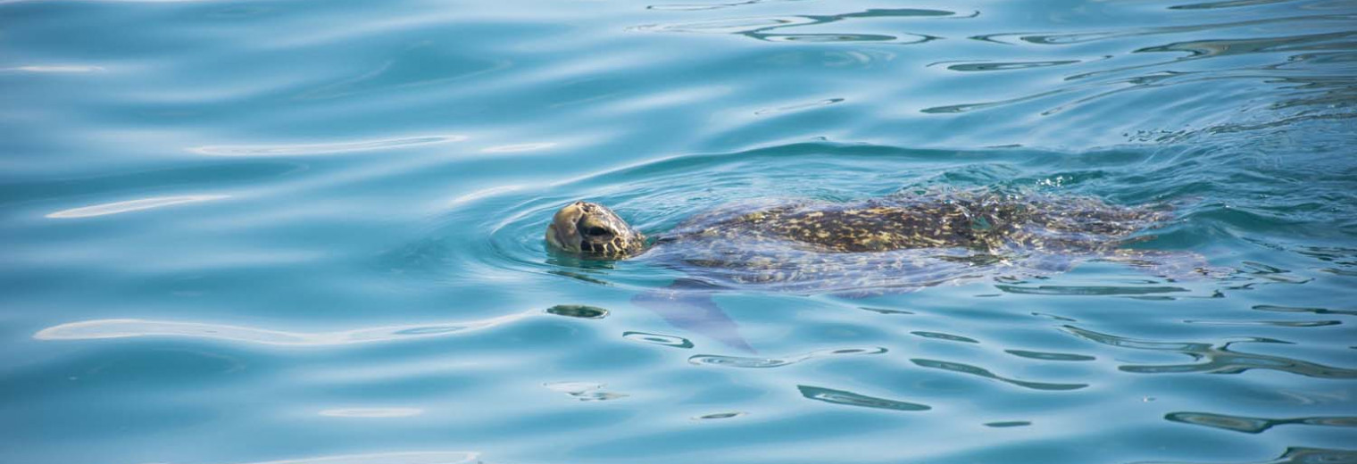 Sea turtle, Galapagos Islands