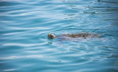 Sea turtle, Galapagos Islands