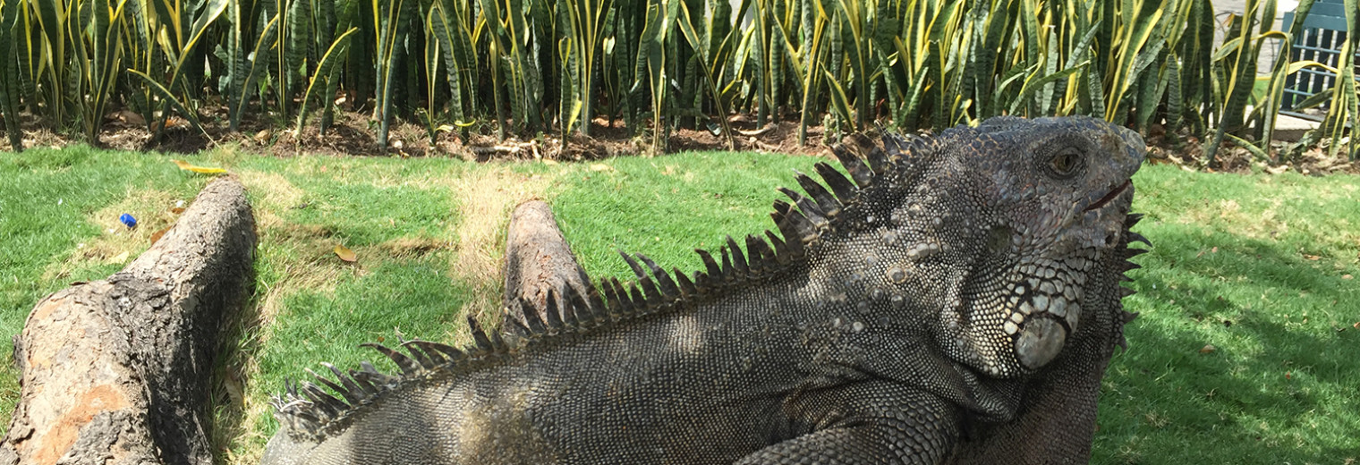 Iguana, Guayaquil, Ecuador