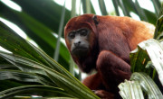 Amazon Jungle, Ecuador