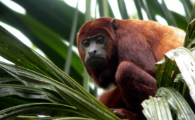 Amazon Jungle, Ecuador