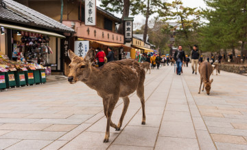 Deer, Nara