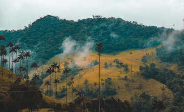Quindio wax palms, Cocora Valley, Colombia