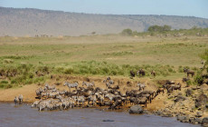 Mara River crossing, Masai Mara, Kenya