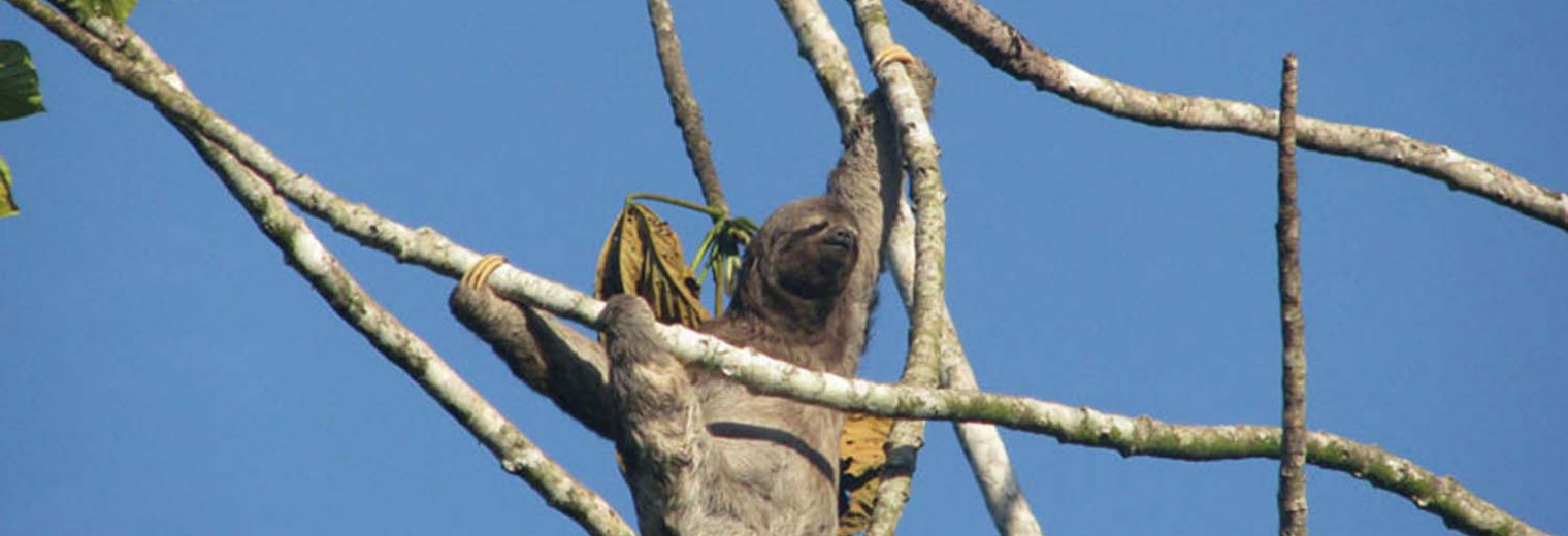 Sloth, Amazon Jungle, Ecuador