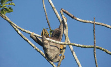 Sloth, Amazon Jungle, Ecuador