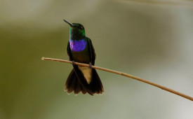 Birdlife, Bellavista Cloud Forest, Ecuador