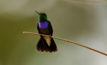 Birdlife, Bellavista Cloud Forest, Ecuador