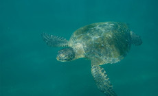 Sea turtle, Galapagos Islands