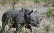 Rhino, Kruger National Park, South Africa