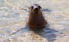 Sea lion, Galapagos Islands