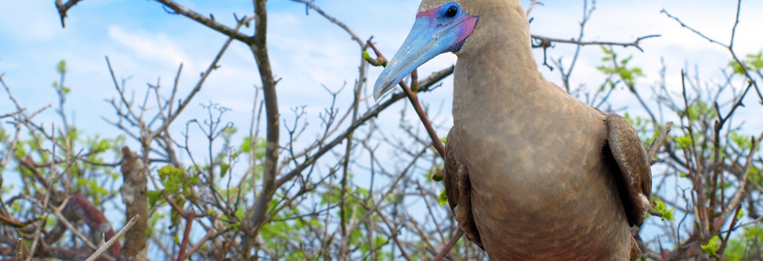 Red footed booby, Galapagos Islands