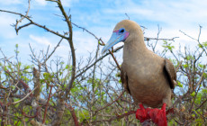 Red footed booby, Galapagos Islands