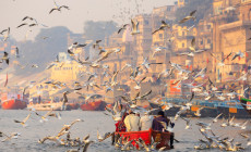 seagulls varanasi