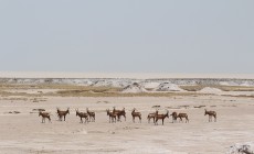 Antelope, Etosha, Namibia