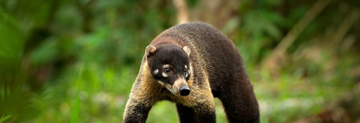 White-nosed Coati, Manuel Antonio