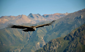 Condor, Colca Canyon, Peru