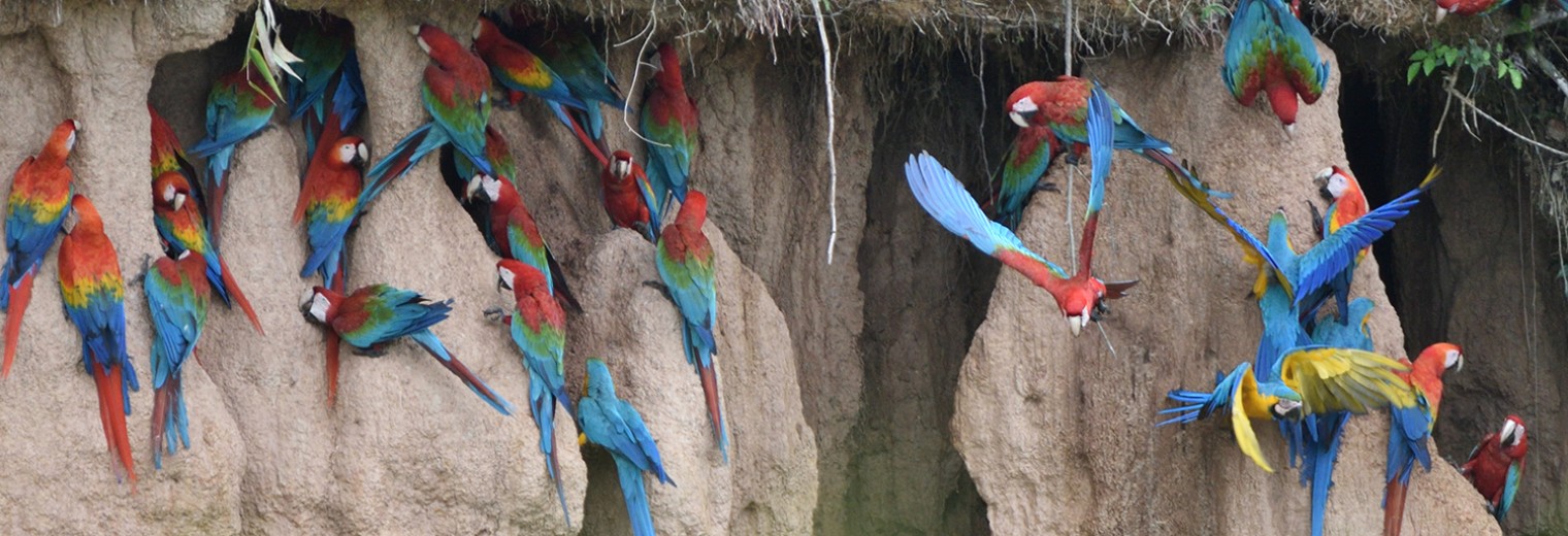 Clay lick, Amazon, Peru © Carl Safina