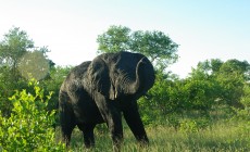 Elephant, Kruger, South Africa